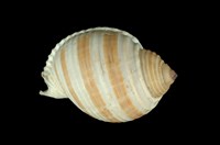 藏品(褐帶鶉螺)的圖片